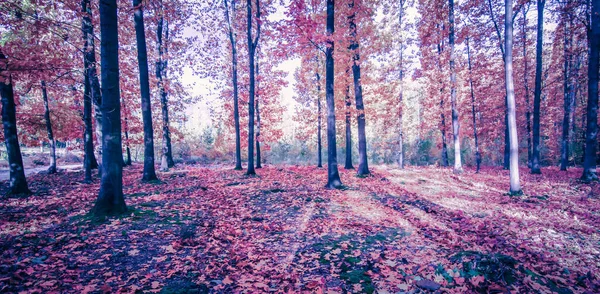 Podzimní Lesní Krajina Magie Studené Barevné Ráno Pohled — Stock fotografie