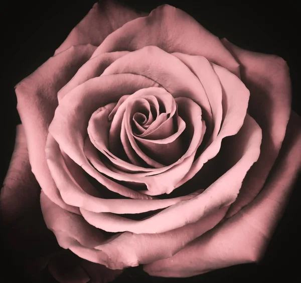 Romantyczna Różowa Róża Odizolowana Czarno — Zdjęcie stockowe