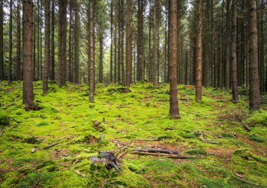 Ardennes, Belçika 'daki yeşil yosunlu orman.