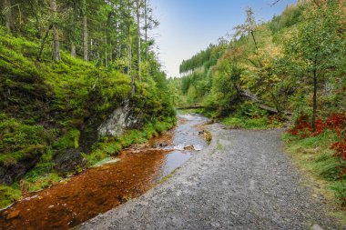 Belçika Ardennes Ormanı 'nda bir dere boyunca yürüyüş yapmak..