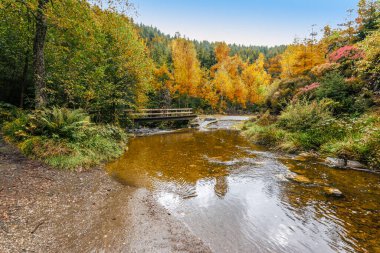 Ardennes, Belçika 'nın Yüksek Fens' inde dereli doğal rezerv arazisi.