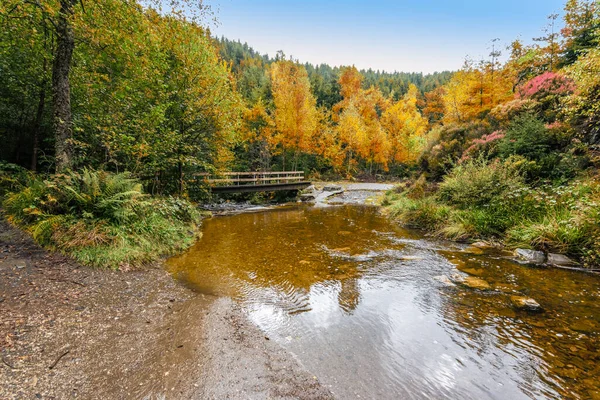 Krajobraz Rezerwatu Przyrody Potokiem High Fens Ardennes Belgia — Zdjęcie stockowe