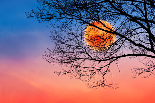 Full blood moon behind the silhouette of a tree.