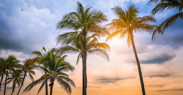 Palmy Tropické Pláži Při Západu Slunce Florida Usa — Stock fotografie