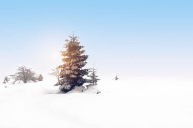 Fir tree in the snow. Cold winter landscape background. clipart