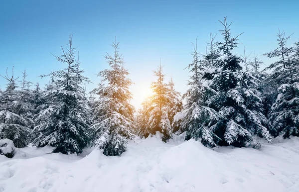 Betoverd Sneeuwwoud Winterlandschap Sneeuw Bedekt Groenblijvende Bomen Bij Zonsondergang — Stockfoto