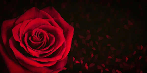 Czerwona Róża Czarnym Tle Rozmytymi Sercami — Zdjęcie stockowe