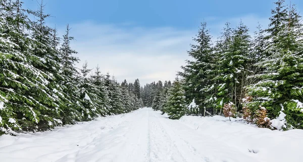 Paisagem Florestal Inverno Com Árvores Cobertas Neve Trilha Caminhadas Nas — Fotografia de Stock