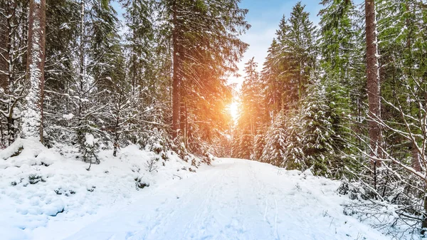 Pôr Sol Uma Floresta Nevada Com Trilha Caminhadas Rocherath Bullingen — Fotografia de Stock