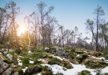  Kış mevsiminin sonunda, dağın tepesindeki çıplak ağaçların arasında kar kalıntıları. Floyen Dağı, Norveç.