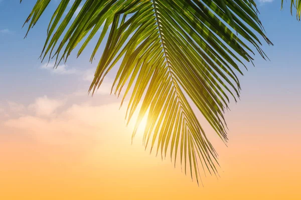 Palmový List Proti Barevné Slunečné Obloze — Stock fotografie