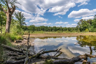 Belçika 'nın Averbode kentindeki ormanda doğal göl manzarası.