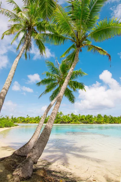 Strand Met Palmbomen Bij Lagune Van Fakarava Frans Polynesië — Stockfoto