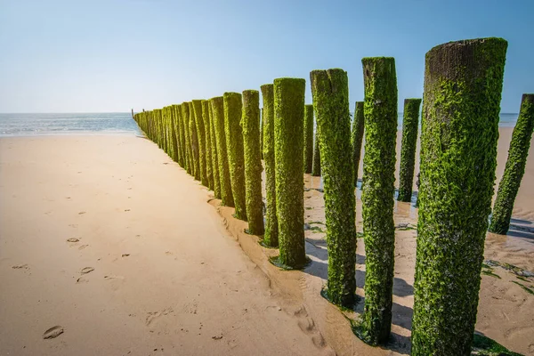 Quebra Mares Madeira Com Algas Verdes Praia Maré Baixa Mar — Fotografia de Stock