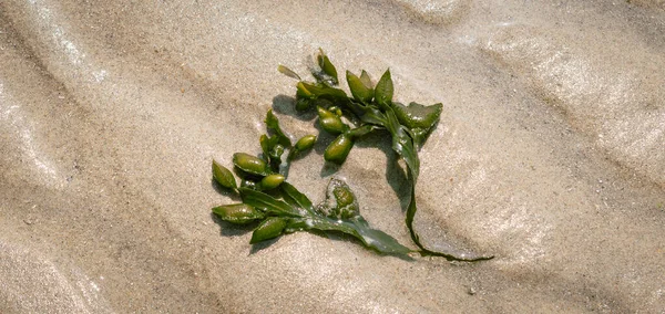Лист Морських Водоростей Пляжі — стокове фото