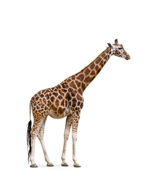 Vista Lateral Girafa Isolada Sobre Fundo Branco — Fotografia de Stock
