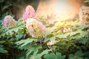 Hydrangea Quercifolia. Hydrangea with oak shaped leaves and creamy white pink colored cone shaped flower heads on a sunny day. clipart