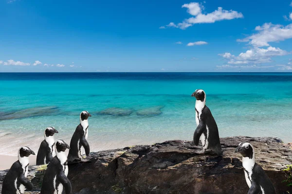 Pingouins Mignons Sur Belle Plage — Photo