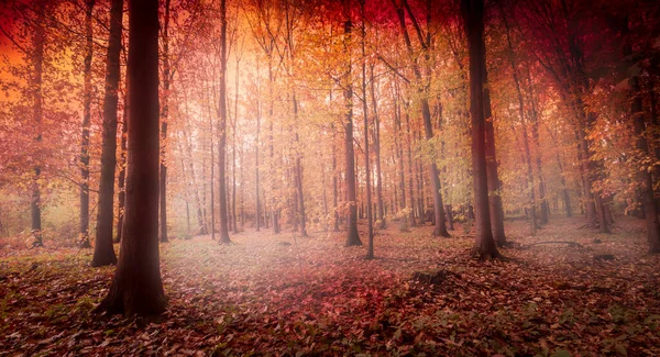 Mlhavá Červená Podzimní Lesní Krajina — Stock fotografie