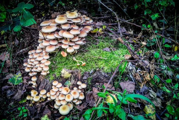 Liten Svamp Och Mossa Naturen — Stockfoto