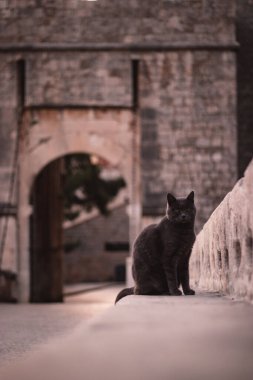 Gri bir kedinin taş bir duvarda dikey görüntüsü, çitin parmaklıklarından bakıyor. Arka plandaki şehir duvarlarına giriş