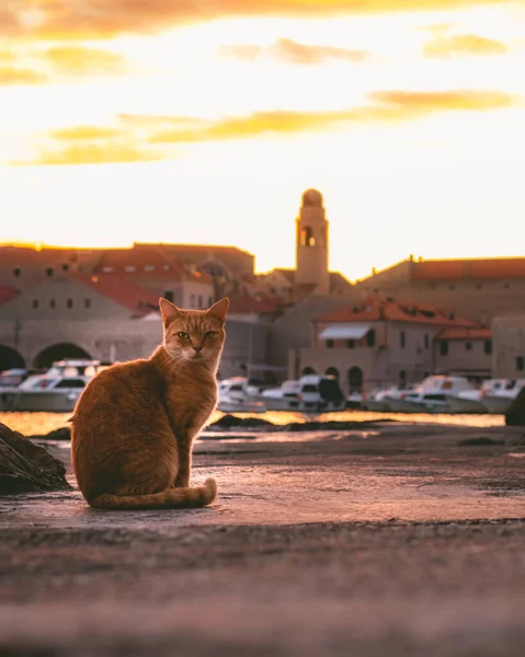 Narancs Macska Áll Tenger Mellett Kikötőben Dubrovnik Város Megfigyelve Arany — Stock Fotó