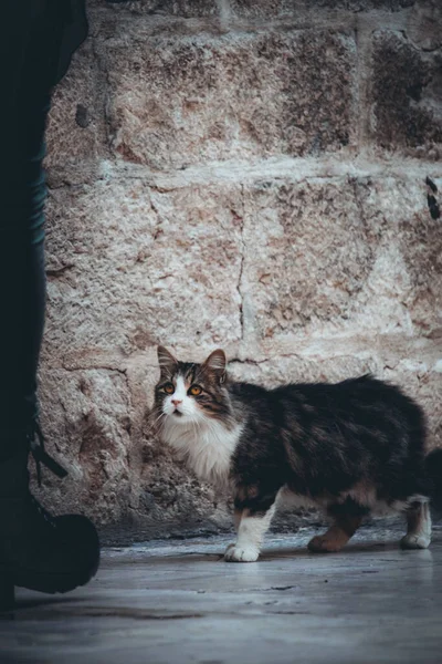 Vertikální Záběr Krásné Načechrané Šedobílé Pouliční Kočky Která Dívá Člověka — Stock fotografie