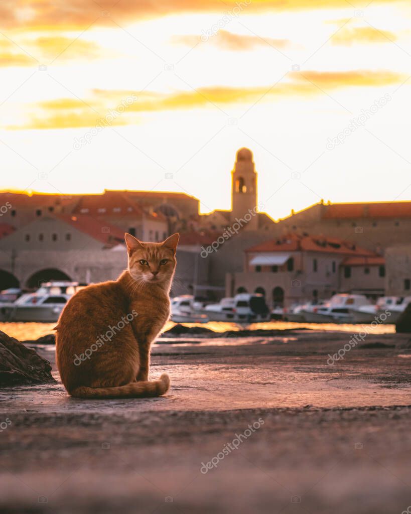 Orange cat standing by the sea in the harbour of Dubrovnik town, observing the golden sunset above the ancient town. Outline of the city in the background as a church belltower rises above everything