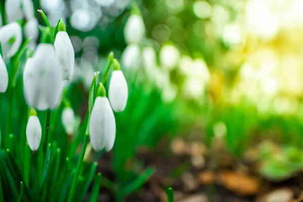 Första Vårblommorna Närbild Snöfall Blommor Blommar Trädgård Våren Symboler Talar Stockbild