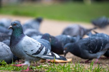 A group of standard blue pidgeons fighting over a piece of bread, being fed by the locals in a public park in London. Trying to survive the cold winter clipart