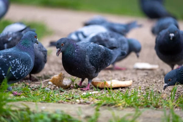 Grupp Vanliga Blå Duvor Som Slåss Bit Bröd Och Matas — Stockfoto