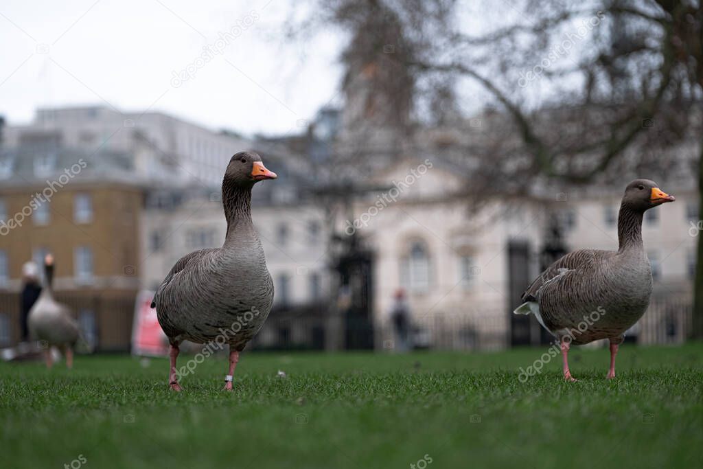 View of multiple grey goose walking through a green grass field in the center of London city on a cold winter day. Outlines of old buildings blurred in the background
