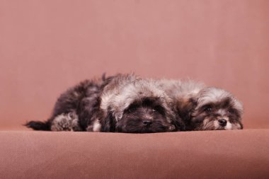 İki köpek yavrusu, Rus renkli süs köpeği yetiştirir. Kahverengi arka planda yatar ve uyur.