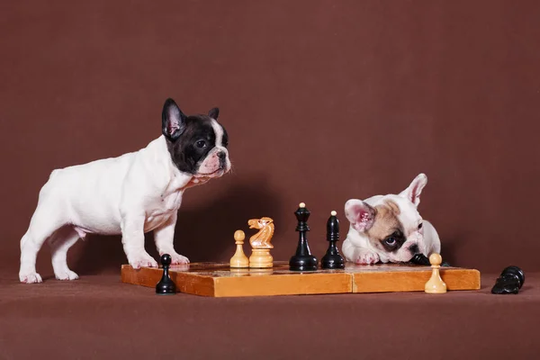 Two cute white French bulldog puppies playing chess on a brown background, one is losing