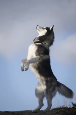 Sibirya Husky cinsinin tüylü gri ve beyaz köpeği açık havada bir yaz gökyüzünün yanında dikiliyor.