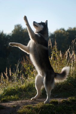 Dans eden gri ve beyaz köpek Sibirya Husky soyundan Yazın açık havada uzun otların arasında