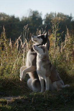 İtaatkar bir çift tüylü Sibirya köpekleri uzun yaz çimenlerinin emirlerini bekliyor.
