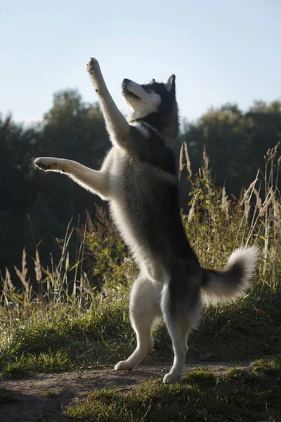 Dancing fleecy grey and white dog of siberian husky breed by tall grass in summer outdoors