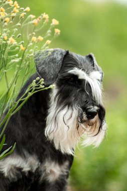 Özenli minyatür schnauzer cinsi bir köpeğin portresi sarı bir çiçeğin yanında.