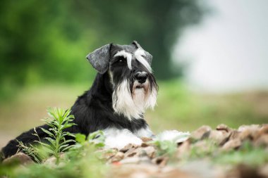 Zeki minyatür schnauzer cins köpek yazın çalılıkların yakınında bulanık bir arka planla kuru taşların üzerine yatar.