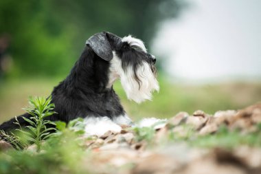 Minyatür schnauzer cinsi köpek yazın çalılıkların yanında kuru taşların üzerinde bulanık arka planda yatıyor.