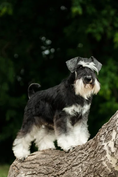 Cão Cinza Branco Adorável Raça Schnauzer Miniatura Tronco Árvore Verão — Fotografia de Stock