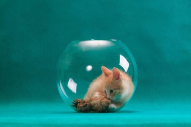 Küçük çizgili kırmızı kedi yavrusu yuvarlak yuvarlak baloncuk cam akvaryumda oturuyor kapalı alanda turkuaz arka planda.