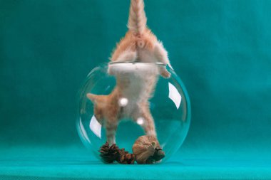 Red kitten standing on front paws in round aquarium tail up and showing his ass on cyan turquoise background in studio indoors