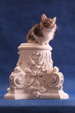 Spotted kitten sitting in original unusual place, on alabaster capital, on blue background in studio indoors clipart