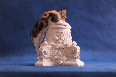 Spoted kitten climbing up on white plaster architecture detail on blue background in studio indoors clipart