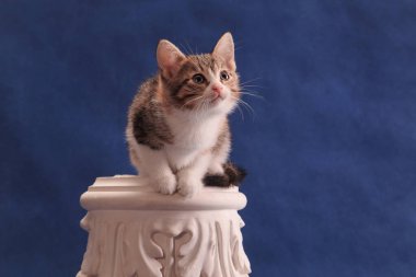 White spotted kitten expectantly looking upwards, on white alabaster capital, on blue background in studio indoors clipart