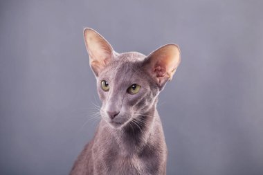 Yatay fotoğraf, stüdyodaki gri arka planda zarif bir doğulu kedinin yakın plan portresi.