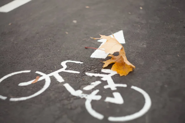 Autumn red maple leaf laying on white paint bicycle lane sign on grey asphalt outdoors