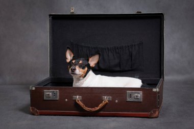 Köpek cins Amerikan tilki teriyeri kahverengi bavulla stüdyoda gri bir arka planda uykuya dalıyor.